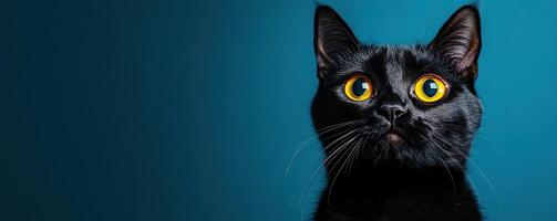 A close-up of a black cat with striking yellow eyes against a blue background. photo