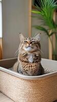 A content cat relaxes in a woven basket, exuding tranquility and comfort with a backdrop of greenery. photo