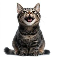 A close-up shot of a tabby cat with wide eyes and open mouth, showing teeth, expressing excitement or playfulness. photo