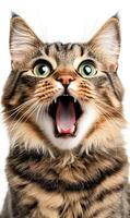 A close-up shot of a tabby cat with wide eyes and open mouth, showing teeth, expressing excitement or playfulness. photo