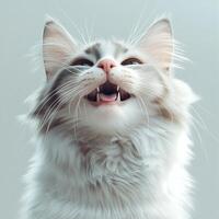 A fluffy white and gray kitten with an open mouth, looking upwards with curious eyes, set against a plain light background. photo