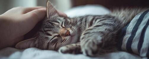 A cozy scene of a relaxed cat being gently petted by a person's hand, capturing a moment of tenderness and companionship. photo
