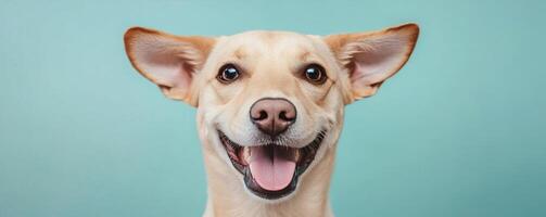 A cheerful, smiling dog with perked ears against a light blue background, radiating joy and friendliness. photo