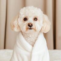 A fluffy white dog wrapped in a cozy towel, looking adorably at the camera with soft ambient light in the background. photo