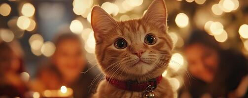 A charming orange cat gazes at the camera, surrounded by warm, twinkling lights, evoking a cozy, festive atmosphere. photo