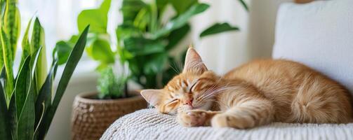 A serene scene of an orange cat sleeping peacefully on a couch, surrounded by vibrant green plants, showcasing a cozy indoor atmosphere. photo