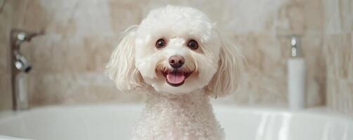 A fluffy white dog happily poses in a clean bath setting, showcasing its playful demeanor and adorable features. photo