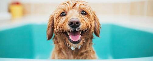A happy dog enjoying a bath, soaking wet with water droplets, displaying an adorable smile in a teal tub. photo
