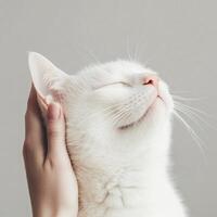A serene white cat enjoys gentle affection from a hand, conveying a sense of love and tranquility in a minimalist setting. photo