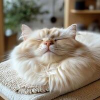 A fluffy cat peacefully sleeping on a cozy surface, exuding a calm and content aura in a serene environment. photo