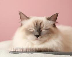 A fluffy cat rests peacefully beside a grooming brush against a soft pink backdrop, exuding calmness and contentment. photo