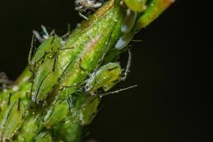 closeup of colony of aphids sucking on rosebud photo