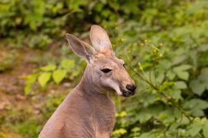 Portrait of an Australian medium sized kangaroo in selective focus photo