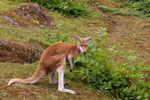 Portrait of an Australian medium sized kangaroo in selective focus photo