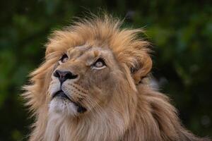 closeup image lion's head. expression is calm and majestic photo