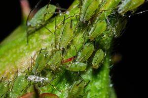 closeup of colony of aphids sucking on rosebud photo
