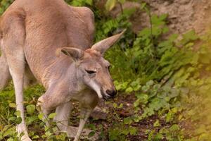 Portrait of an Australian medium sized kangaroo in selective focus photo