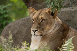 portrait of an adult beautiful lioness resting on a large stone. photo