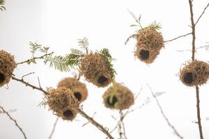 Weaver bird weaver finches building nest photo