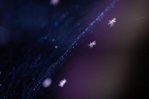 Tetranychus urticae red spider mite or two-spotted spider mite photo