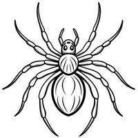 Spider black widow isolated on white background vector