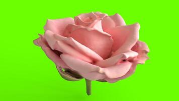 pink rose with green background photo