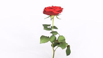 red rose with white background photo