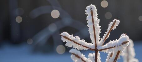Snowcovered plant stems surrounded by a background featuring a bokeh effect from reflected light photo