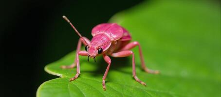 Pink Bug Poses on Green Leaf Gazing Directly into Camera photo