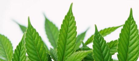 Closeup of intricate cannabismarijuana leaf details against a pure white backdrop photo