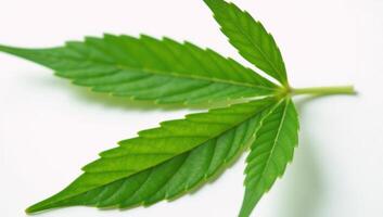 Isolated closeup of a marijuana bud against a white backdrop photo