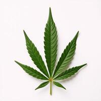 Isolated closeup of a marijuana bud against a white backdrop photo