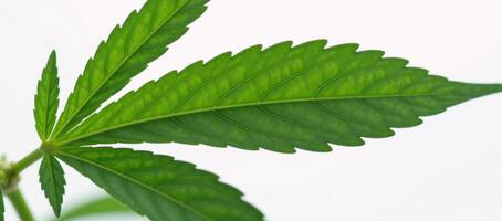 Isolated closeup of a marijuana bud against a white backdrop photo