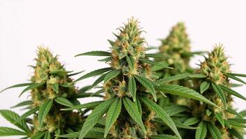 A bunch of marijuana plants arranged neatly on a pristine white background photo
