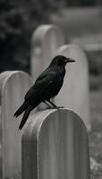 Black raven atop tombstone in a haunting graveyard setting photo
