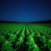 A moonlit cannabis field under a starry sky photo