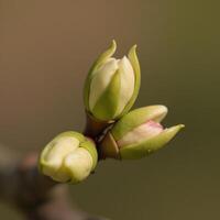 Closeup shot captures early blooms unfurling on a spring tree branch photo