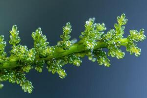 A close up of a green plant with small green leaves photo