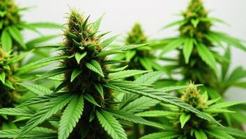 Image portrays marijuana cannabis Stevia and hemp plants with connotations associated with drugs like dope pot or grass photo