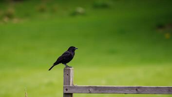 A black bird perched atop a weathered wooden fence photo