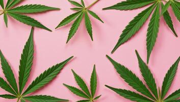 Flat lay image featuring pink marijuana leaves on a matching pink backdrop photo
