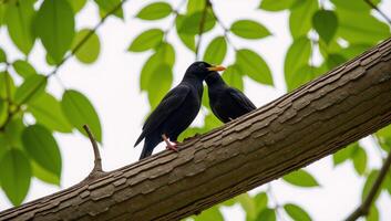 A pair of birds with one leaning on an extended branch photo