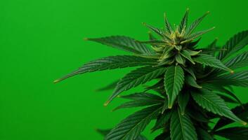 Dense green cannabis leaf backdrop featuring various leaves as the main foliage photo