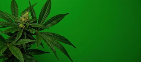 Dense green cannabis leaf backdrop featuring various leaves as the main foliage photo