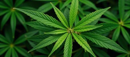 Marijuanathemed seamless pattern with a focus on intricate cannabis leaves design photo