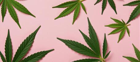 Flat lay image featuring pink marijuana leaves on a matching pink backdrop photo