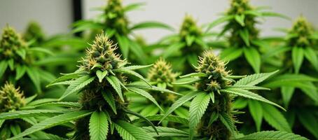Image portrays marijuana cannabis Stevia and hemp plants with connotations associated with drugs like dope pot or grass photo