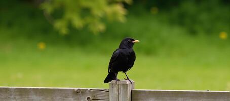 A black bird perched atop a weathered wooden fence photo