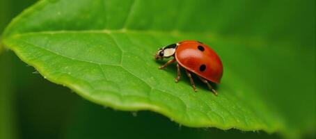 Ladybug with a distinctive black dot sitting on a green leaf Stock Image photo
