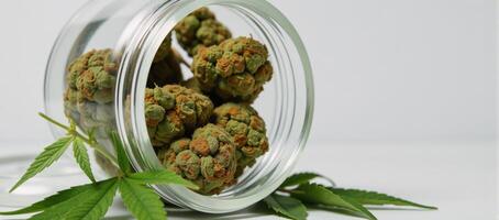 A green jar contains marijuana and accompanying leaves for medicinal or recreational use photo